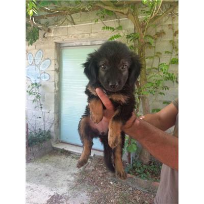 COMUNE DI BAGNOLI DEL TRIGNO - CANE - Microchip 380260170318337