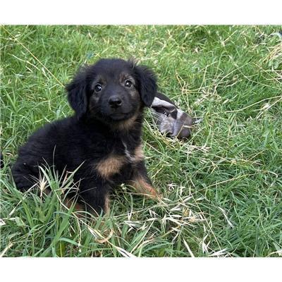 COMUNE DI BAGNOLI DEL TRIGNO - CANE - Microchip 380260170318337