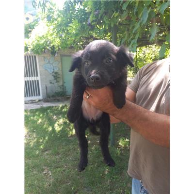 COMUNE DI BAGNOLI DEL TRIGNO - CANE - Microchip 380260170318320