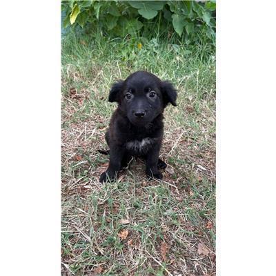 COMUNE DI BAGNOLI DEL TRIGNO - CANE - Microchip 380260170318320