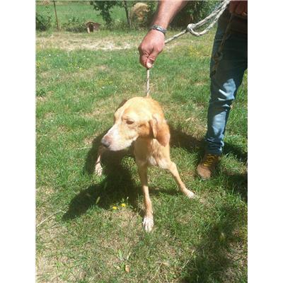 COMUNE DI VENAFRO - CANE - Microchip 380260170318336