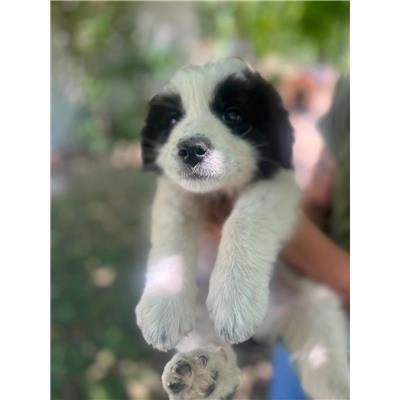 COMUNE DI CERCEPICCOLA - CANE - Microchip 380260170320035