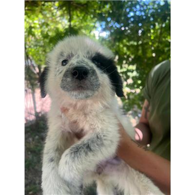COMUNE DI CERCEPICCOLA - CANE - Microchip 380260170320000