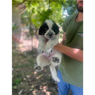 COMUNE DI CERCEPICCOLA - CANE - Microchip 380260170320037
