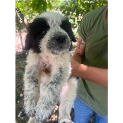 COMUNE DI CERCEPICCOLA - CANE - Microchip 380260170320012