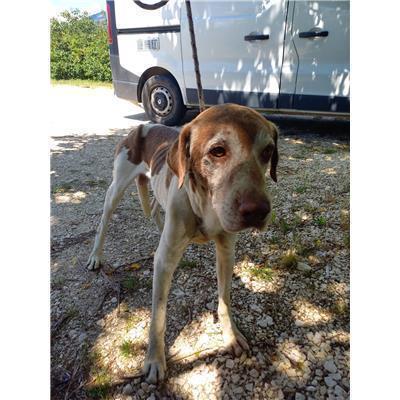 COMUNE DI SAN MARTINO IN PENSILIS - CANE - Microchip 380260170320775