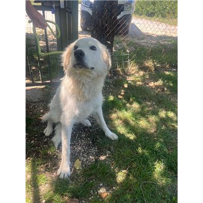 COMUNE DI MIRABELLO SANNITICO - CANE - Microchip 380260170320066