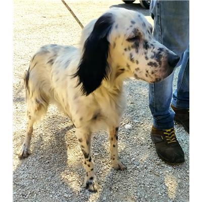 COMUNE DI ALIFE - CANE - Microchip 380260170377173