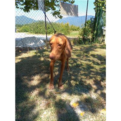 COMUNE DI CASTELPETROSO - CANE - Microchip 000000000318325