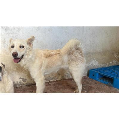 COMUNE DI RICCIA - CANE - Microchip 380260170316120