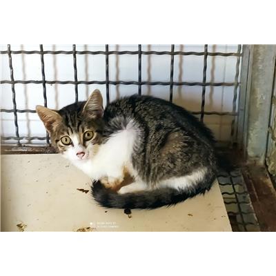 COMUNE DI VINCHIATURO - GATTO - Microchip 380260170316139