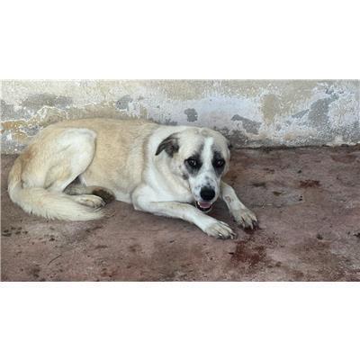 COMUNE DI CASTELPETROSO - CANE - Microchip 380260044448813