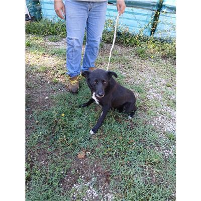 COMUNE DI ALIFE - CANE - Microchip 380260170381678