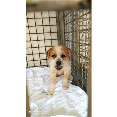 COMUNE DI PIETRAMELARA - CANE - Microchip 380260170381675