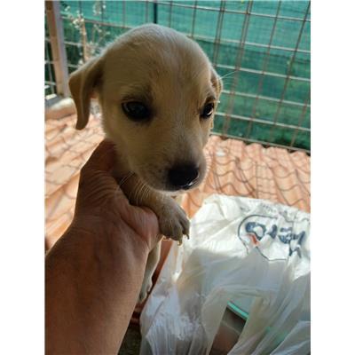 COMUNE DI BOJANO - CANE - Microchip 380260170320038