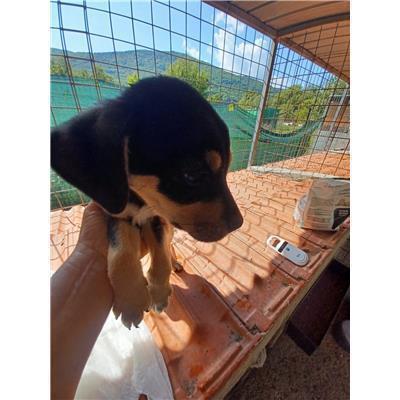 COMUNE DI BOJANO - CANE - Microchip 380260170320029