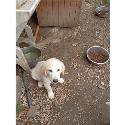 COMUNE DI SAN MARTINO IN PENSILIS - CANE - Microchip 380260170320831