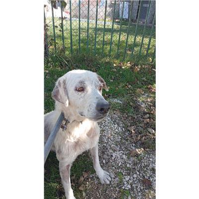 COMUNE DI COLLETORTO - CANE - Microchip 380260170320831
