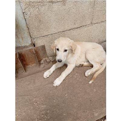 COMUNE DI SAN MARTINO IN PENSILIS - CANE - Microchip 380260170320832