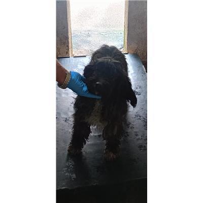 COMUNE DI FERRAZZANO - CANE - Microchip 380260170162162