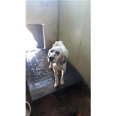 COMUNE DI SEPINO  - CANE - Microchip 380260170316121