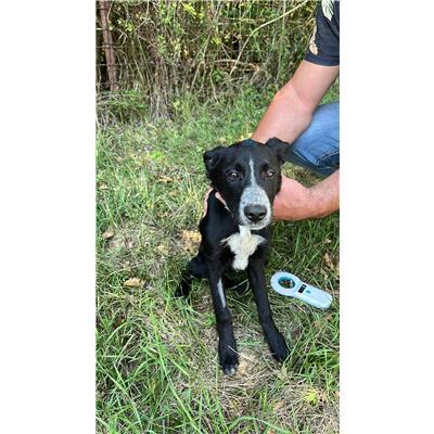 COMUNE DI CONCA CASALE  - CANE - Microchip 380260044448459