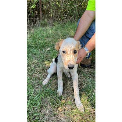 COMUNE DI CONCA CASALE  - CANE - Microchip 380260044448336