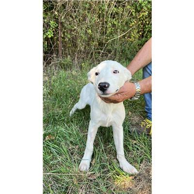 COMUNE DI CONCA CASALE  - CANE - Microchip 380260044448003