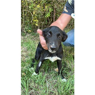 COMUNE DI CONCA CASALE  - CANE - Microchip 380260044448668