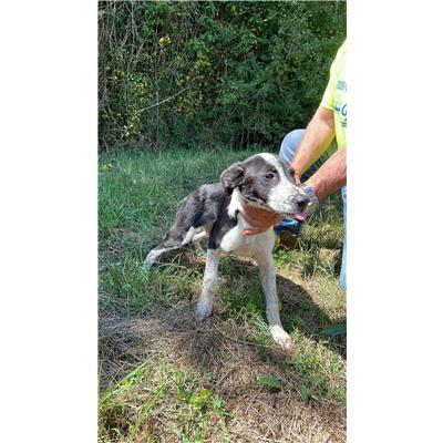 COMUNE DI CONCA CASALE  - CANE - Microchip 380260044448696