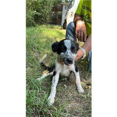 COMUNE DI CONCA CASALE  - CANE - Microchip 380260044448926