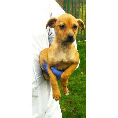 COMUNE DI FROSOLONE - CANE - Microchip 380260044448234