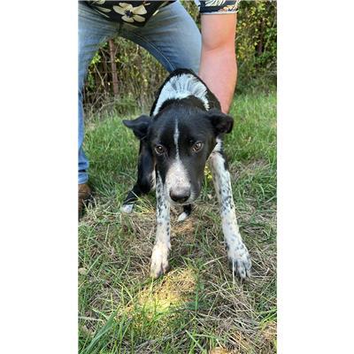 COMUNE DI CONCA CASALE  - CANE - Microchip 380260044448820