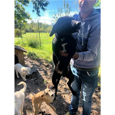 COMUNE DI CASTELBOTTACCIO - CANE - Microchip 380260170320185