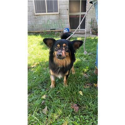 COMUNE DI CANTALUPO NEL SANNIO - CANE - Microchip 380260044448085