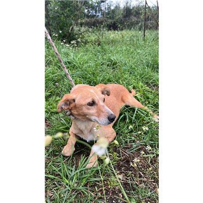 COMUNE DI SAN MARTINO IN PENSILIS - CANE - Microchip 380260170320838