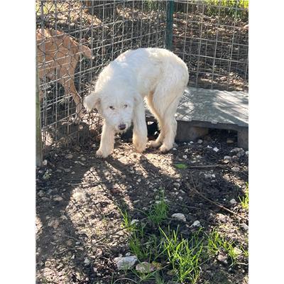 COMUNE DI SPINETE - CANE - Microchip 380260170319138