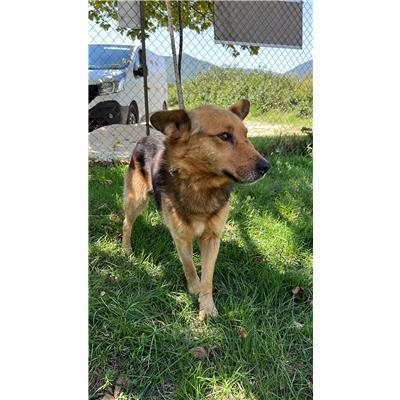 COMUNE DI CAROVILLI - CANE - Microchip 380260044448583
