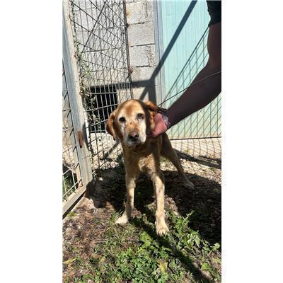 COMUNE DI ROCCAMANDOLFI - CANE - Microchip 380260044448286