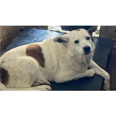 COMUNE DI SAN MARTINO IN PENSILIS - CANE - Microchip 380260170320839