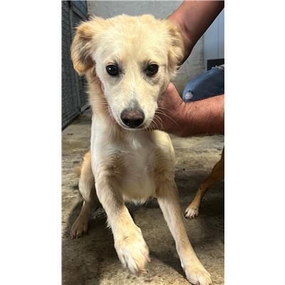 COMUNE DI SAN MARTINO IN PENSILIS - CANE - Microchip 380260170320820