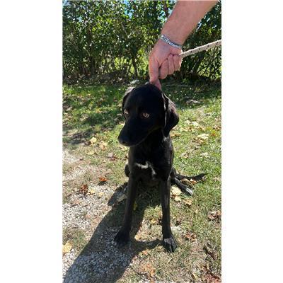 COMUNE DI RIONERO SANNITICO - CANE - Microchip 380260044448544