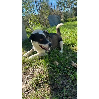 COMUNE DI ROCCAMANDOLFI - CANE - Microchip 380260044448924