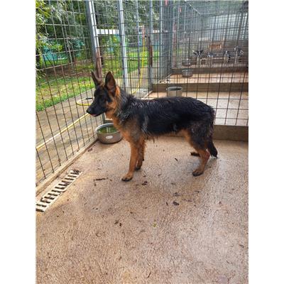 COMUNE DI BOJANO - CANE - Microchip 380260170317882