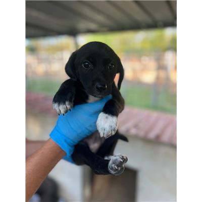 COMUNE DI ALIFE - CANE - Microchip 380260170377239