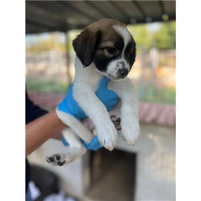 COMUNE DI ALIFE - CANE - Microchip 380260170377229