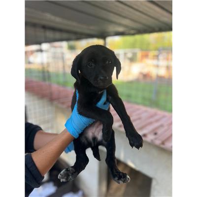 COMUNE DI ALIFE - CANE - Microchip 380260170377233