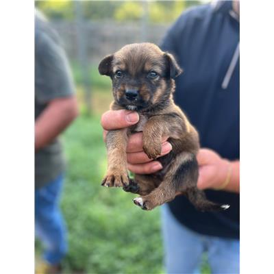 COMUNE DI ALIFE - CANE - Microchip 380260170377235