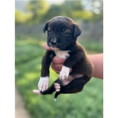 COMUNE DI ALIFE - CANE - Microchip 380260170377222