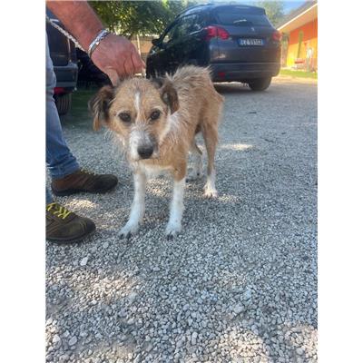 COMUNE DI FROSOLONE - CANE - Microchip 380260042945431